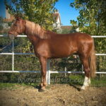 Tango HP II *2022, PRE stallion, 1,62m, price B