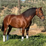 Verona AC *2019, PRE Stute, 1,63m, Preis B