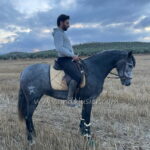 Manuela de Amador *2022, PRE mare, 1,56m, price B