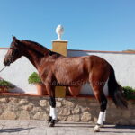 Botijo SIF *2022, PRE stallion, 1,64m, price C