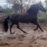 Caprichosa CDXVIII *2020, PRE mare, 1,61m, price B