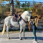 FRAGUERO V *2018, PRE Hengst, 1,66m, Preis D