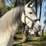 JUPITER L *2019, PRE stallion, 1,60m, price B