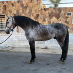 RESUELTO SB IV *2021, PRE Hengst, 1,58m, Preis B