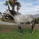 Salmarino Gal *2021, PRE Hengst, 1,67m, Preis D