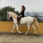 Zeus *2015, Wallach, 1,64m, Preis B