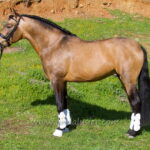 Almirante SB  *2021, PRE stallion, 1,55m, price D