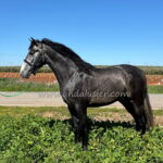 NAZARENO XXIII GT *2023, PRE stallion, 1,61m, price B
