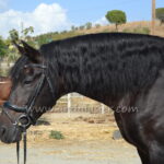 Perlito FSR *2011, PRE stallion, 1,61m, price B