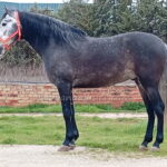 TORERO JV *2020, PRE gelding, 1,60m, price B