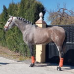 Aquiles DA *2023, PRE Hengst, 1,66m, Preis C