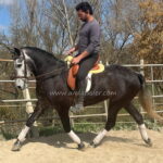 Bonita *2021, Stute, 1,54m, Preis B