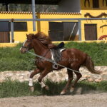 Candela *2022, Stute, 1,60m, Preis B