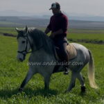 Careta BL *2022, PRE mare, 1,64m, price B