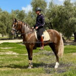 Cohiba JC  *2023, mare, 1,60m, price C