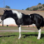 Faraon *2022, Hengst, 1,60m, Preis D