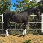 Lorongo *2020, gelding, 1,75m, price B