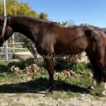 Manuela *2022, mare, 1,59m, price B