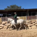 NR Judio *2017, PRE gelding, 1,57m, price B
