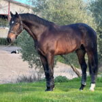 Silencio *2022, stallion, 1,67m, price B