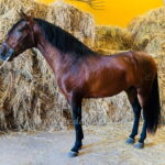 ALBERO DE MARIN *2021, PRE gelding, 1,66m, price D
