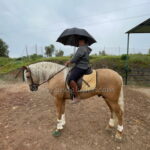 ALCON J *2023, PRE stallion, 1,59m, price D