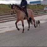 Antonio SB *2021, PRE Wallach, 1,68m, Preis C