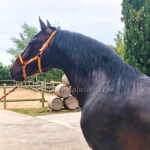 BOLERO CCCXLIV *2018, PRE Hengst, 1,63m, Preis B