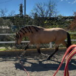 Capricho JG *2022, PRE stallion, 1,69m, price D