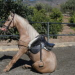 Capricho  *2022, Hengst, 1,56m, Preis B