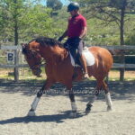 Labradora CXXIV *2014, PRE mare, 1,62m, price B