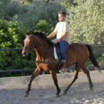 Lucero *2019, Wallach, 1,55m, Preis B