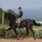 Negro *2021, Wallach, 1,65m, Preis C