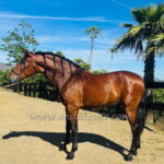 Pegaso JLM *2023, PRE Wallach, 1,71m, Preis C