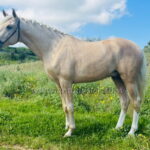 Quilate *2023, stallion, 1,60m, price C
