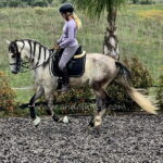 Quilate do Rosario *2020, PSL Wallach, 1,56m, Preis C