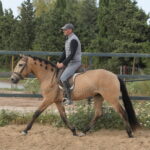 Sueño *2022, Wallach, 1,57m, Preis B