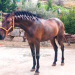 TEMPO CRIS *2024, PRE Hengst, 1,66m, Preis B