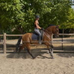 Bades *2019, PRE Wallach, 1,64m, Preis B