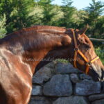 Emperador FC III *2022, PRE stallion, 1,63m, price C