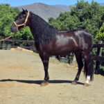 GUARDIAN DE LA ESPADA *2021, PRE gelding, 1,64m, price D