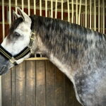 Iberico de Pastor *2021, PRE Hengst, 1,65m, Preis G