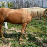 Ideal *2023, Wallach, 1,56m, Preis B