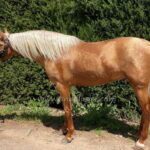 Magnifico XIII  *2023, PRE stallion, 1,55m, price C