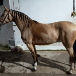 Moet Chandon *2021, Wallach, 1,56m, Preis B