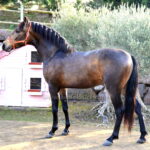 Poderoso *2023, stallion, 1,64m, price B