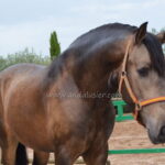 Poderoso *2023, stallion, 1,64m, price B