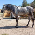 RIO JSR *2019, PRE gelding, 1,61m, price C
