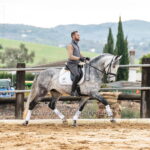 Romero de Vargas II *2021, PRE Hengst, 1,70m, Preis E