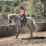 SILENCIO LA CARRETA *2014, PRE gelding, 1,70m, price C-D